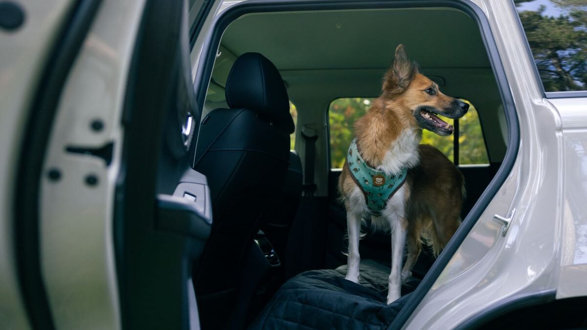 JAECOO 5 Viajar con mascotas (10)