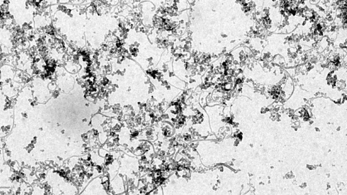 muestra pintura microscopio