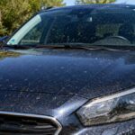 mosquitos morro coche