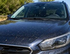 Has vuelto de vacaciones: cómo limpiar los mosquitos que se amontonan en el morro de tu coche mosquitos morro coche